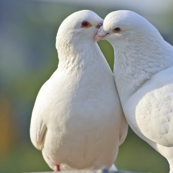 two loving white doves